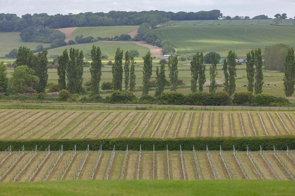 The vineyard slopes at Charles Palmer Vineyards