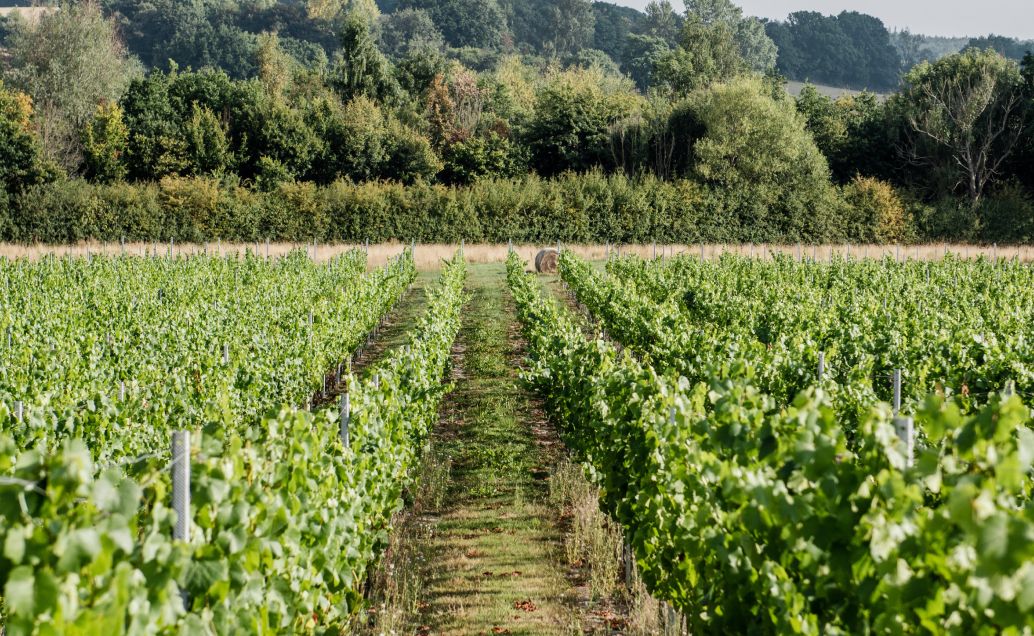 A view of the vines and landscape at Oastbrook Vineyard with rolling hills and trees in the background