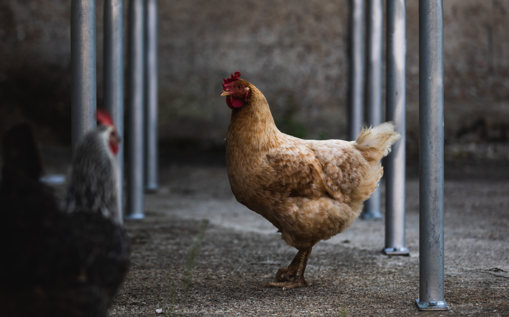 A chicken in the winery at Tillingham