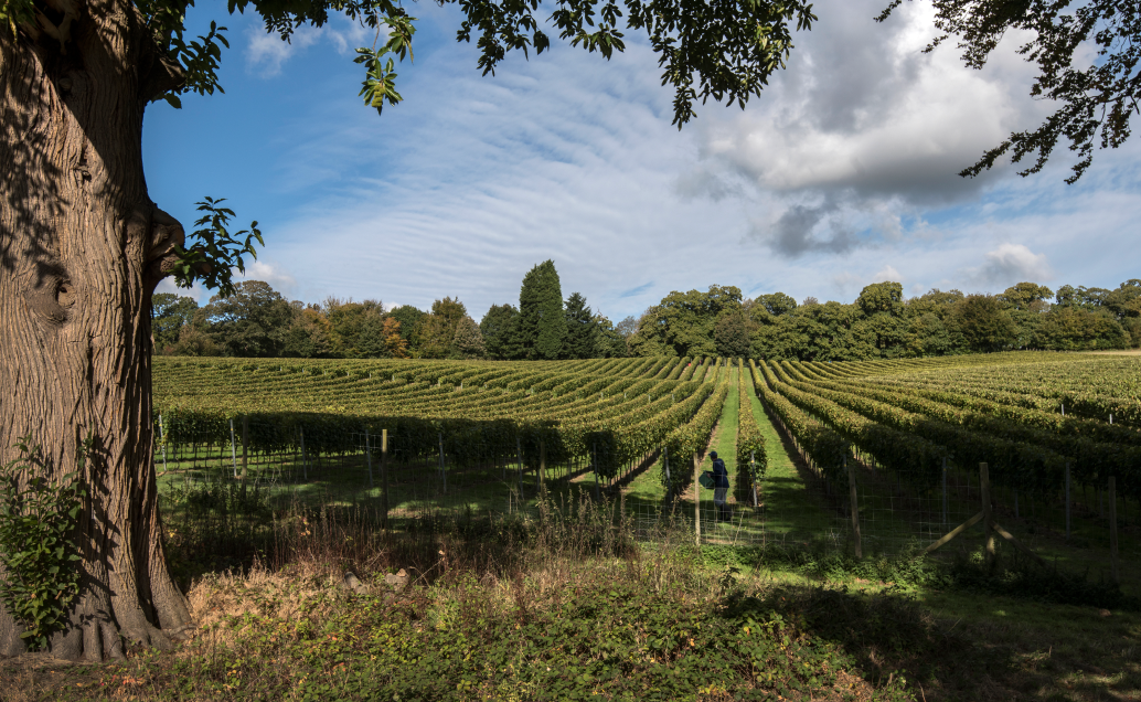 A view of the vines at Mountfield Winery framed by trees and countryside