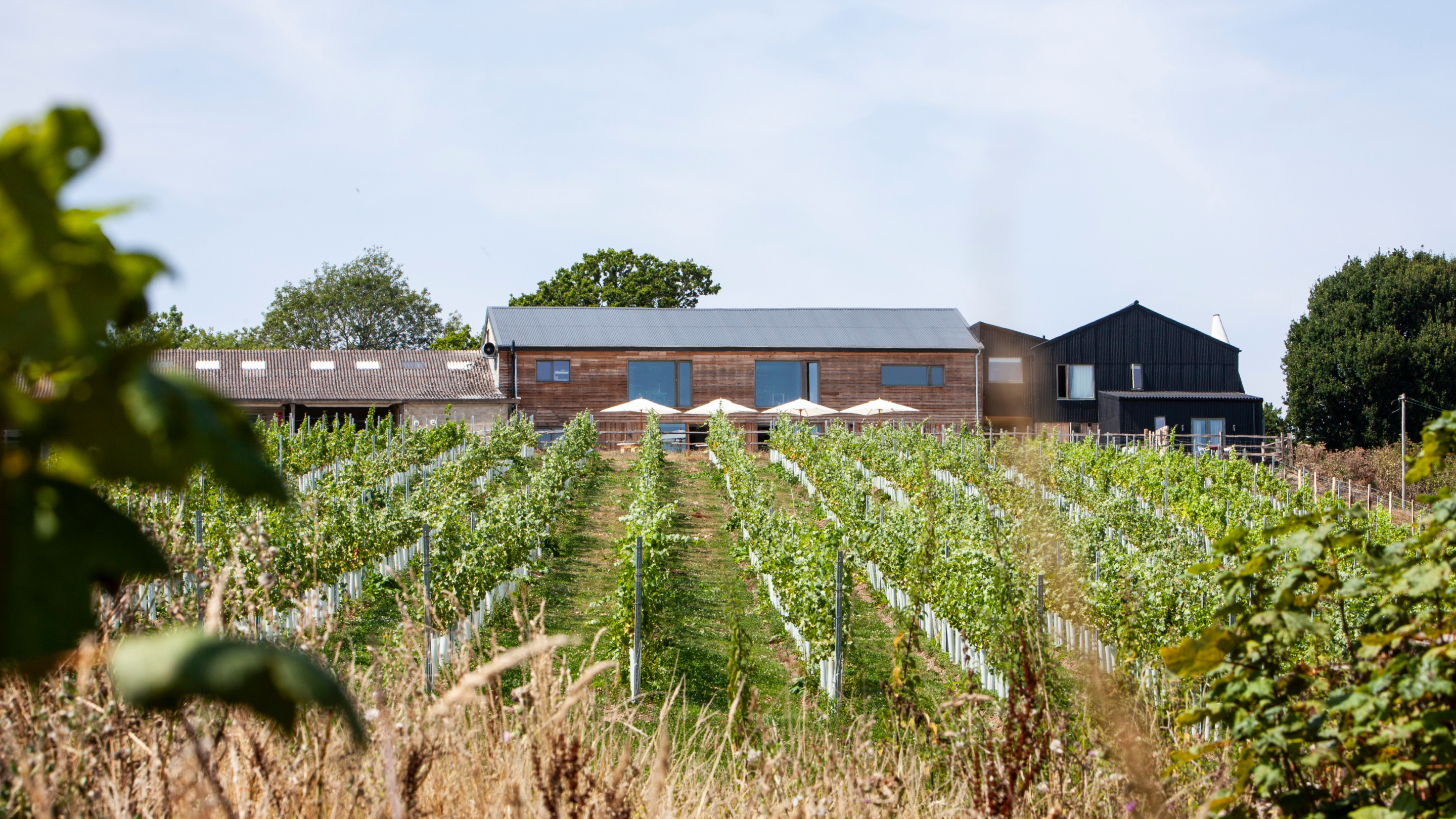The vineyard in front of Tillingham restaurant with a row of parasols