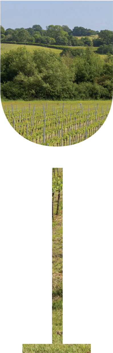 A Wine glass cutout with a vineyard inside