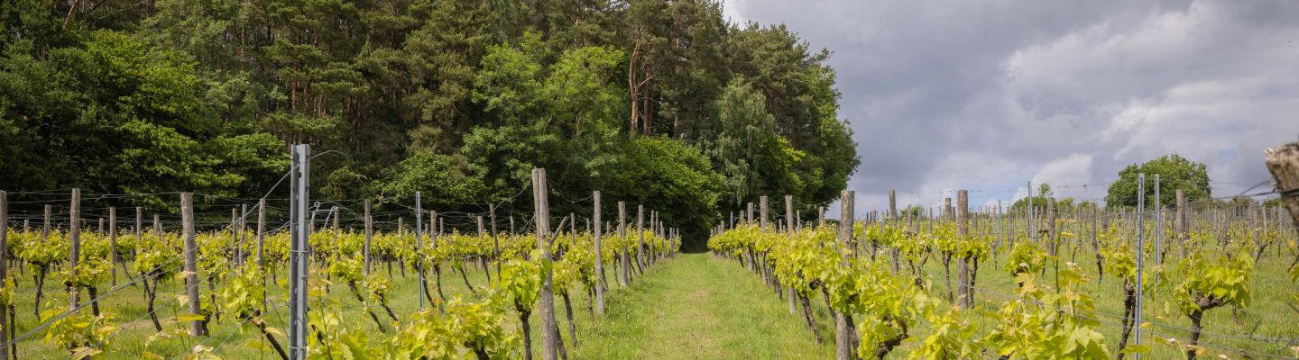 The vines surrounded by trees and countryside at Sedlescombe Organic Vineyard